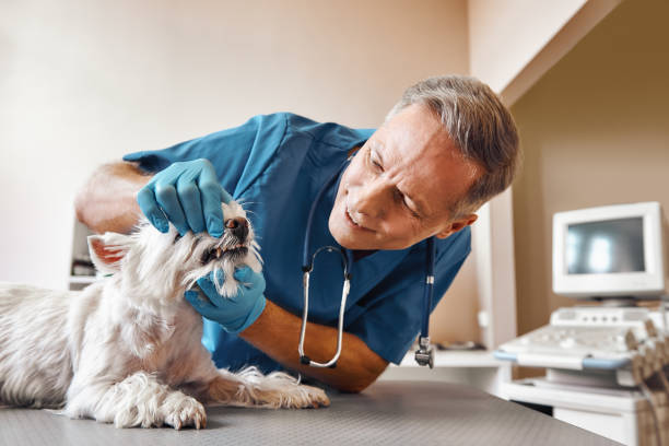 Best Pediatric Emergency Dentist in Avonmore, PA